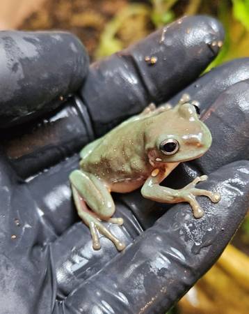 Whites Tree Frogs (Arvada)63679587633795122