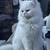 Persian Ragmuffin mix kitten Female 20 thumbnail