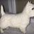 Vintage Weswick Made in England Porcelain China Terrier 6" L X 5" H X 2 thumbnail