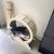 🐾 Kitty Treadmill / Cat Exercise Wheel – $125 (Pristine Condition) 2 thumbnail