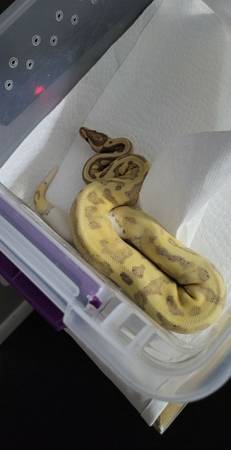 Ball python and more (Perkasie)63797740583683120