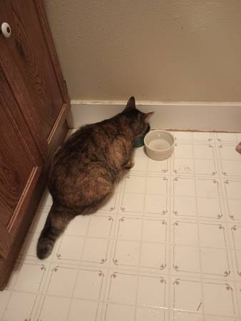 Silverdale Cat Found (Silverdale)63942501561731123