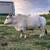 Mini Zebu Mini Jersey Steer 2 thumbnail