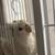 Albino Cockatiel 5 thumbnail