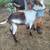 Goats, Alpine doelings and buckling 6 thumbnail