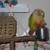 Pineapple Green Cheek Conure - 9 months old - hand tamed 2 thumbnail