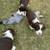 Spaniel puppies 9 thumbnail