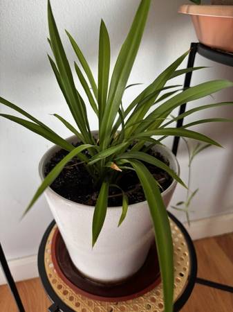 Spider plant with ceramic pot included 1