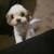 Miniature shih-poo puppies 6 thumbnail