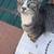 Found cat with two kittens 1 thumbnail