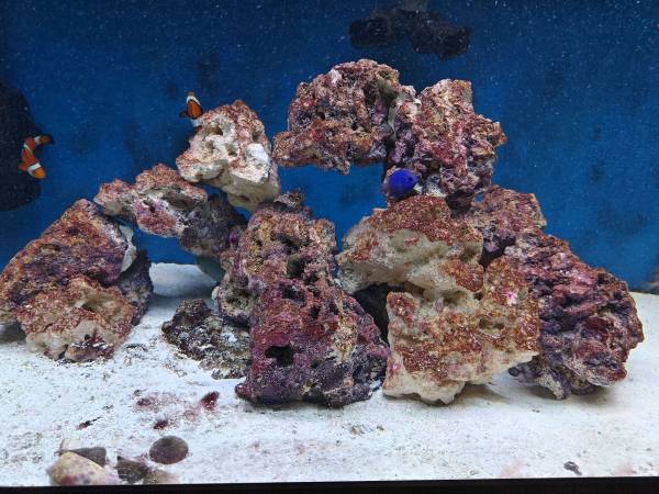 Saltwater Fish (Elgin)63844234420993121