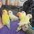 Newborn Hand Raised Lovebirds (Troy) 1 thumbnail