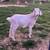 Goats - Wethers for Sale 1 thumbnail