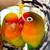 Rehoming Love Birds 5 thumbnail