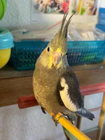 Cacatúa gris macho bebé (Marysville)63862434807425120