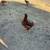 Egg laying Hens available! 3 thumbnail