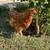 Egg laying Hens available! 2 thumbnail