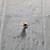Snap-on tools 3/8" drive finger spinner ratchet 3 thumbnail