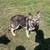 German Shepherd pup 2 thumbnail