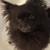 3 Year Old Dog - Pomeranian $800 OBO 3 thumbnail