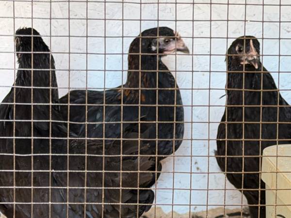 3 marans pullets 1