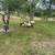 Young Boer bucks 3 thumbnail