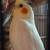Lutino cockatiel 1 thumbnail
