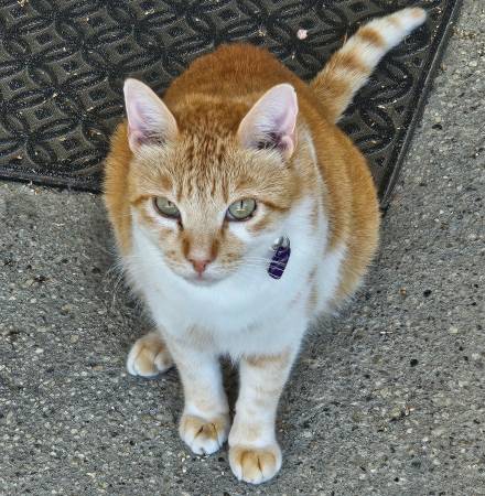 Lost Orange Tabby Cat with White Markings (Camarillo)63686073444993123