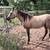 Tanquery Blue Boon 2019 Grulla Stallion 4 thumbnail