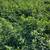 Alfalfa 4 thumbnail