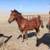 Welsh Pony - 9 month old Gelding 5 thumbnail