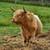 Highland bull 4 years old 1 thumbnail