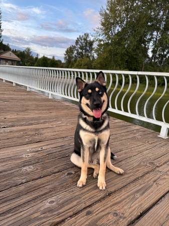 Mix husky , German shepherd573826409515591684