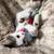 Kitten 3 thumbnail