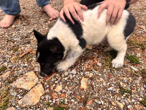 Pequeño cachorro gratis por $10 (Quapaw)63654750122115121
