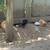 chicks 1 thumbnail