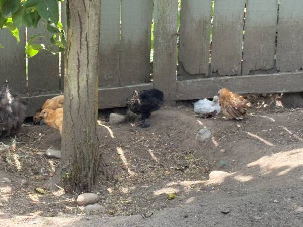 chicks 1