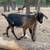 Joyous loving wether goat 3 thumbnail
