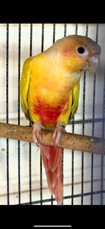 Conure 1