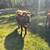 Dexter Cows 14 thumbnail