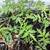Tomato Plants - Oregon Spring - $1.00 - Ideal for Cool Spokane Climate 1 thumbnail