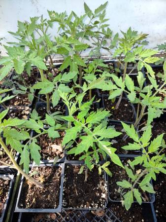 Tomato Plants - Oregon Spring - $1.00 - Ideal for Cool Spokane Climate 1