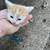 Kittens (re-homeing) 3 thumbnail