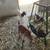 Dappled Boer bucklings 9 thumbnail