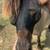 7yr old 42” Pony Mare 7 thumbnail