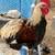 Roosters 2 thumbnail