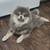 Pomeranian 5 thumbnail