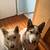 Huskies 5 thumbnail