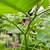 Brugmansia / Angel’s Trumpet plants 9 thumbnail