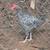 3 Roosters 3 thumbnail